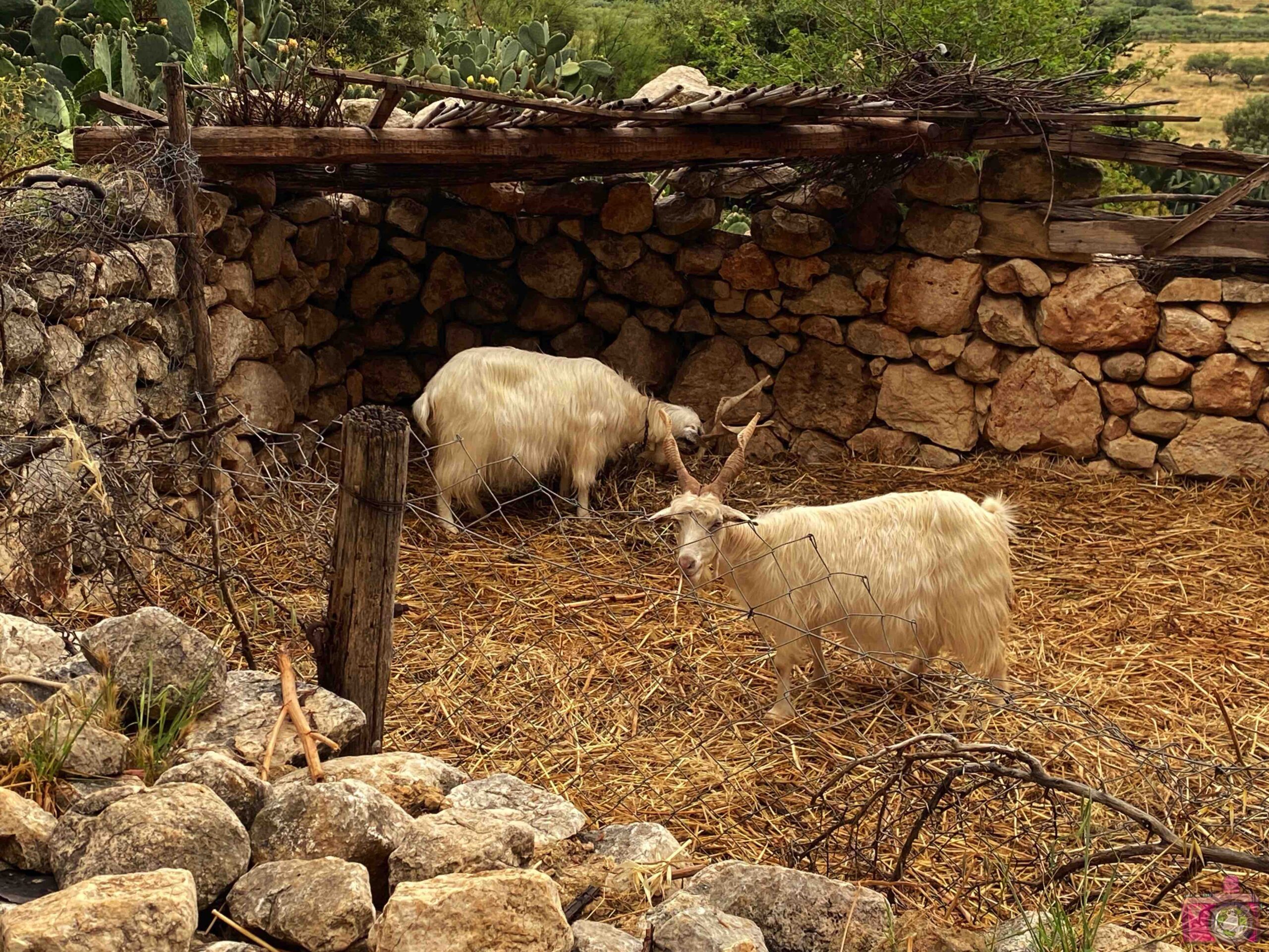 Grotta Mangiapane caprette